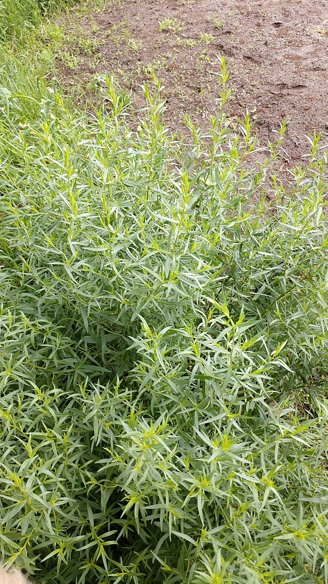 Guía para Sembrar Cultivar y Cuidar el Estragón