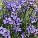 Guía para sembrar cultivar y cuidar el pasto de ojos azules