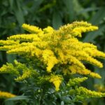 Guía para Sembrar Cultivar y Cuidar la Vara de Oro