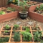 Guía para sembrar cultivar y cuidar marionberries exitosamente