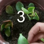 Guía para Trasplantar una Planta de Jade en 4 Pasos Sencillos