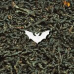 Guía para usar fertilizante de guano de murciélago en tu jardín