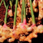 Guía práctica para cultivar y cuidar el jengibre silvestre