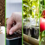 Guía sobre el inicio de semillas de tomate en interiores