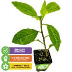 Gynura Procumbens: Guía para Cultivar Espinaca de Longevidad