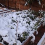 Habas de Hielo: Dulce Algodón Vegetal de la Naturaleza