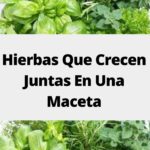 Hierbas que Crecen Armoniosamente Juntas