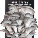 Hongos Fáciles de Cultivar: Los Mejores para Iniciarse