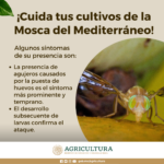 Identificación control y prevención efectiva de las moscas de la fruta