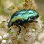Identificación y Control del Escarabajo Cetonia Aurata
