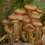 Identificación y manejo del hongo de miel