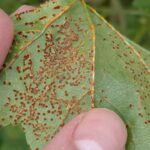 Identificación y tratamiento del hongo oxidado en la malva real