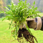Impedir que estas 11 malezas agresivas invadan tu jardín este otoño