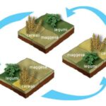 Importancia Crucial de la Rotación de Cultivos
