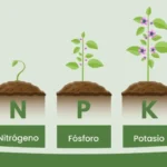 Importancia del nitrógeno en el jardín: clave del fertilizante