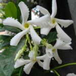 Jazmín Estrella: Trepadora Vigorosa y de Aroma Envolvente