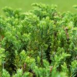 Juniperus Conferta: Guía para Cultivar Shore Juniper