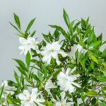 Las 13 gardenias más resistentes al frío para probar