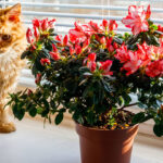 Las 13 mejores plantas de interior que mejoran la salud