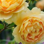 Las 13 mejores rosas David Austin® para tu jardín doméstico