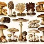 Las 13 mejores setas para cultivar en casa