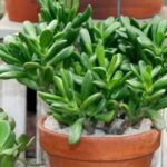 Las 15 peores plantas de interior para principiantes