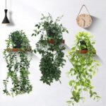 Las 17 mejores plantas colgantes para interiores de tu hogar