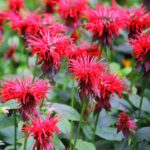 Las 17 mejores variedades de bálsamo de abeja para tu jardín