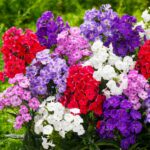 Las 25 mejores variedades de flox para tu jardín
