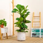 Las 5 Mejores Plantas para los Estilos de Hogar Más Populares