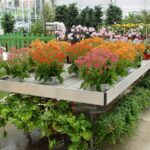 Las 50 Mejores Plantas de Invernadero para Cultivar Anualmente