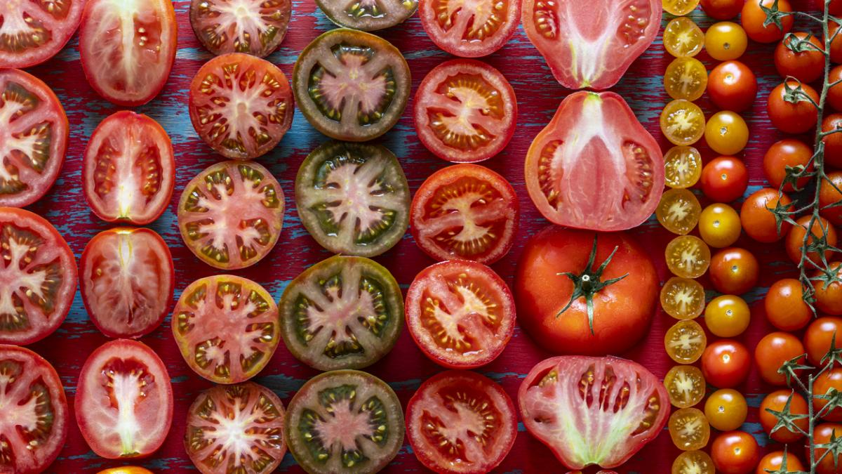 Las 7 mejores variedades de tomates para conservas y salsas