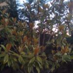 Las 9 causas de las hojas amarillas en tu magnolio