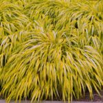 Las 9 Mejores Variedades de Hierba Forestal Japonesa