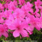 ¿Las azaleas son arbustos anuales bienales o perennes?