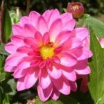 ¿Las dalias son flores anuales bienales o perennes?