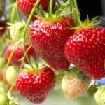 ¿Las fresas son frutas anuales o perennes?