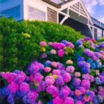¿Las hortensias repelen a los ciervos o los atraen?