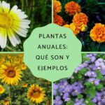 ¿Las margaritas son plantas anuales bienales o perennes?