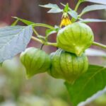 Las mejores 11 plantas para acompañar al tomatillo