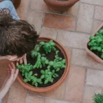 Las mejores plantas antimosquitos para tu jardín