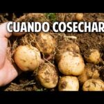 ¿Las papas se regeneran cada temporada o hay que replantarlas?