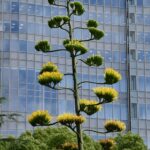 ¿Las plantas de agave florecen alguna vez?