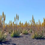 ¿Las plantas de Aloe Vera florecen alguna vez?