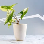 ¿Las plantas de interior realmente mejoran la calidad del aire?
