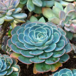 ¿Las plantas gallinas y pollitos mueren tras florecer?