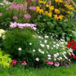 ¿Las rosas son arbustos anuales bienales o perennes?