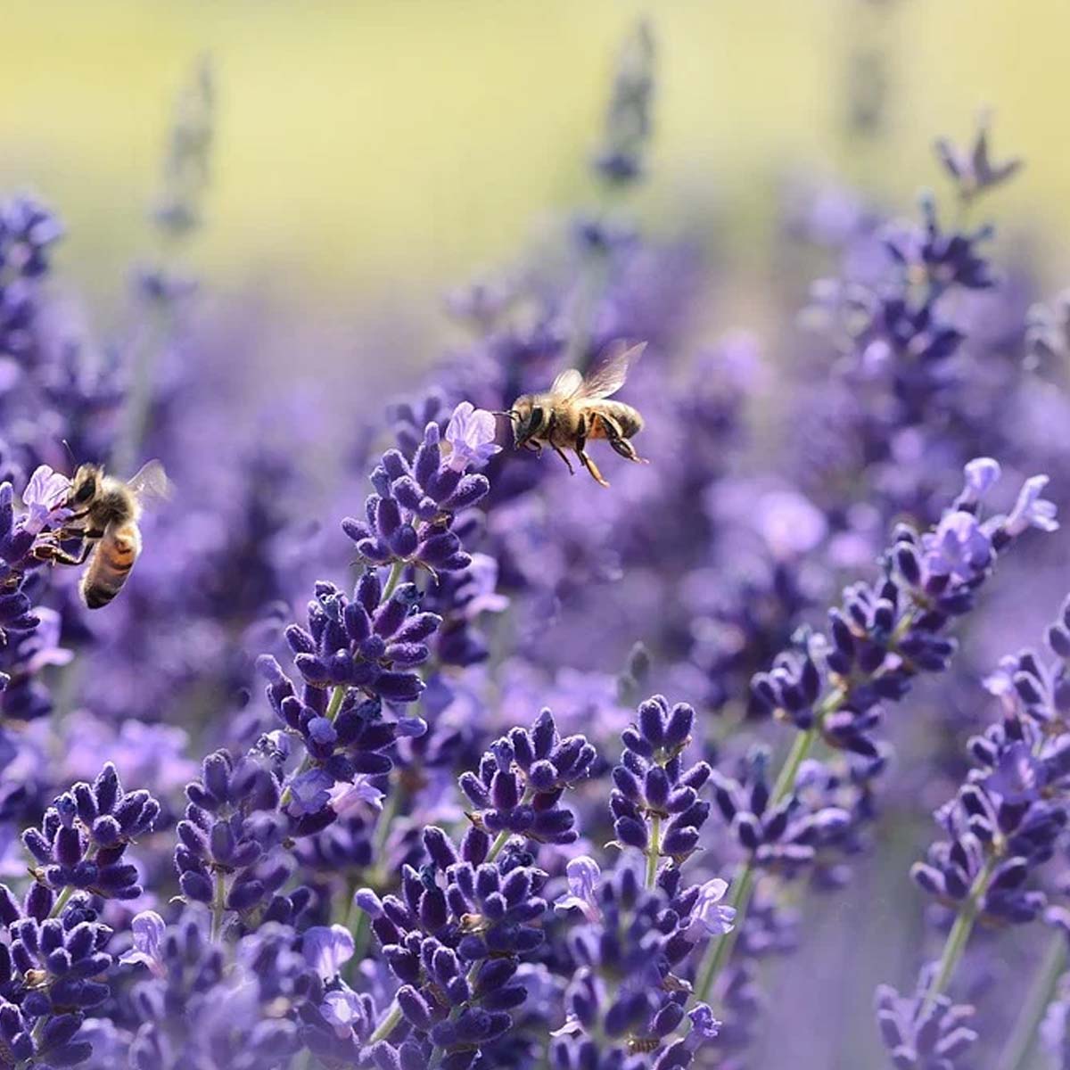 ¿Lavanda: Planta Anual Bianual o Perene?