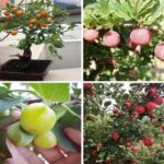 Los 11 Mejores Árboles Frutales para Embellecer Paisajes Suburbanos