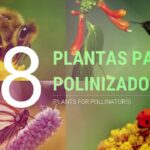 Los 21 mejores arbustos que atraen polinizadores